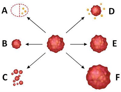 Prediction of Tumor Shrinkage Pattern to Neoadjuvant Chemotherapy Using a Multiparametric MRI-Based Machine Learning Model in Patients With Breast Cancer